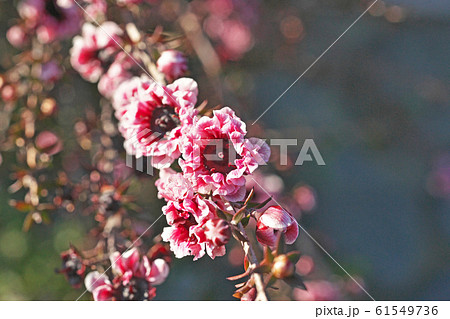 ピンク色のギョリュウバイの花(八重咲) ピンク色のギョリュウバイの花(八重咲) 61549736
