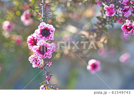 ピンク色のギョリュウバイの花(八重咲) ピンク色のギョリュウバイの花(八重咲) 61549743
