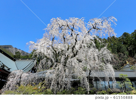 久遠寺のシダレザクラ 久遠寺のシダレザクラ 61550888
