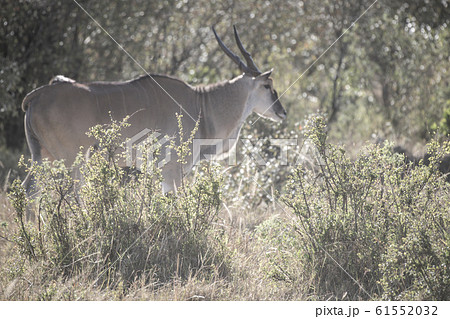 草原とエランド 61552032
