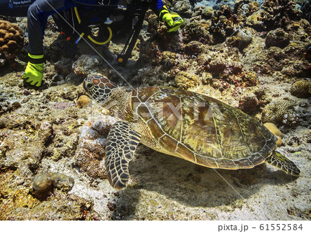 Maldives. Green sea turtle. Maldives. Green sea turtle. 61552584