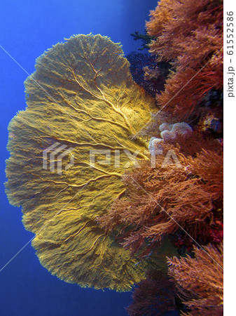 Underwater gardens of the king of the seas. Underwater gardens of the king of the seas. 61552586