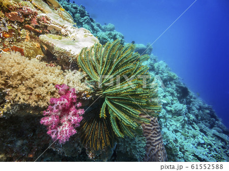 Underwater gardens of the king of the seas. 61552588