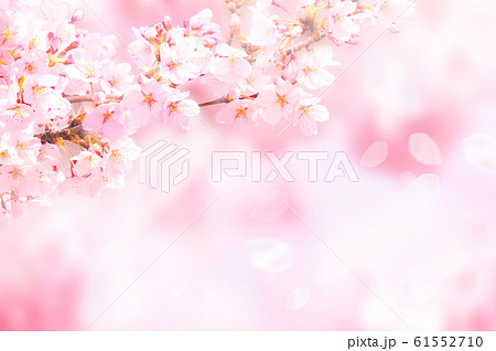 桜がふわふわ舞い降りるのイラスト素材