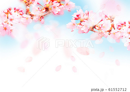 桜がふわふわ舞い降りるのイラスト素材