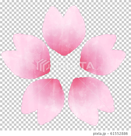 桜の花　水彩風イラスト素材 61552886
