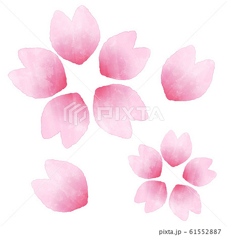 桜の花　花びら　水彩風イラスト素材 61552887