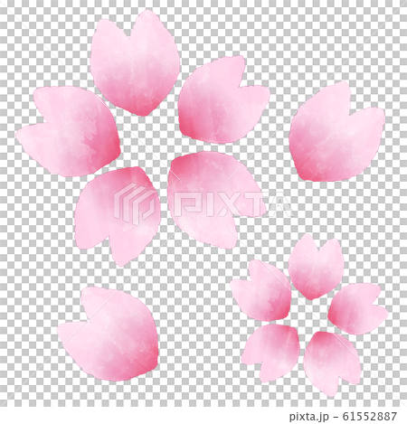 桜の花　花びら　水彩風イラスト素材 61552887