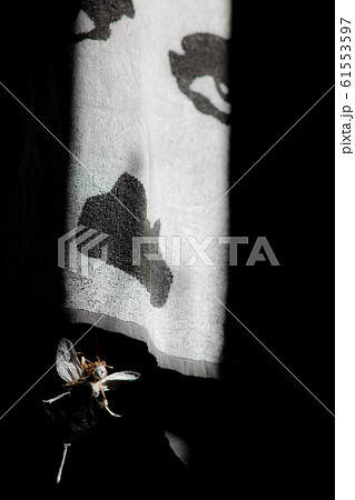 花の妖精 61553597