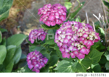 花 紫色 花 紫色 61553781