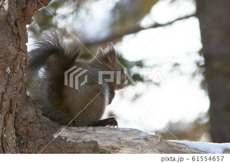 雪とエゾリス 61554657