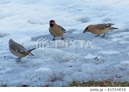 キレンジャク 61554658