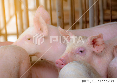 Little pig in farm. Small pink piglet. African 61554734