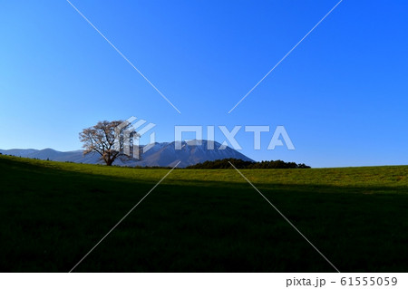 一本桜と岩手山 61555059