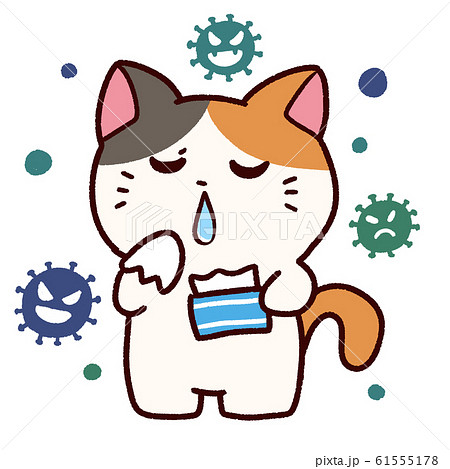 風邪で鼻水が出ているミケ猫 61555178