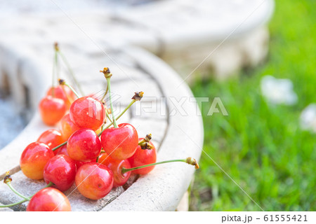 さくらんぼクローズアップ / 北海道の農園 61555421