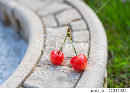 さくらんぼクローズアップ / 北海道の農園 61555422
