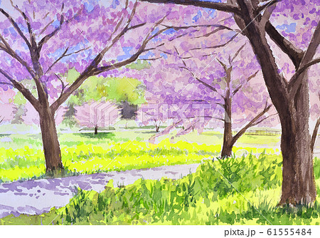 親水公園の桜　水彩 61555484
