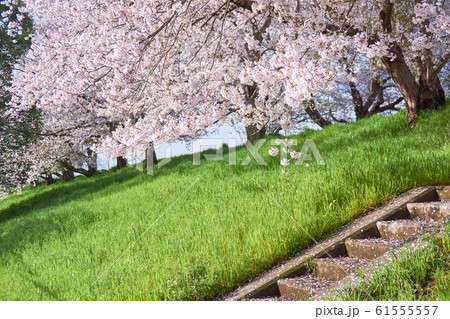 堤防沿いのコンクリートの階段と満開の桜並木 61555557