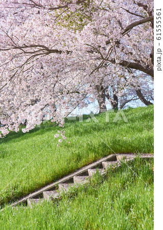 堤防沿いの桜並木 61555561