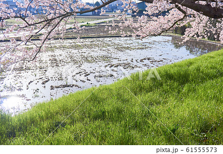 春の水田 61555573