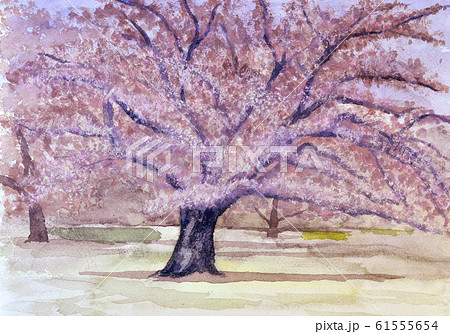 城址公園の一本桜 水彩スケッチのイラスト素材