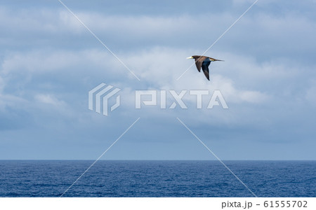 小笠原・太平洋とカツオドリ 61555702
