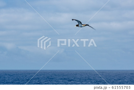 小笠原・太平洋とカツオドリ 61555703