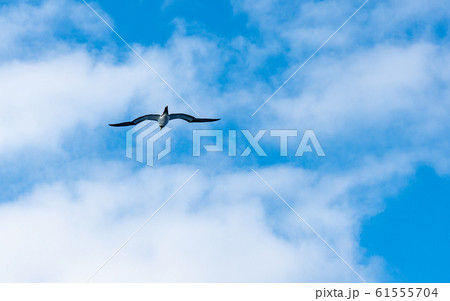 小笠原・太平洋とカツオドリ 61555704