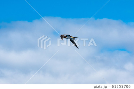 小笠原・太平洋とカツオドリ 61555706