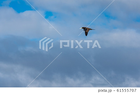 小笠原・太平洋とカツオドリ 61555707