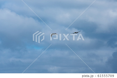 小笠原・太平洋とカツオドリ 61555709