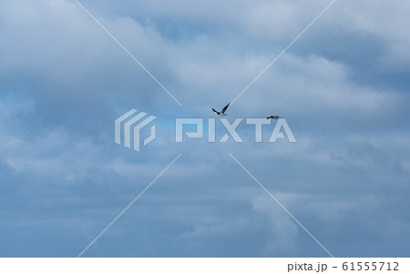 小笠原・太平洋とカツオドリ 61555712