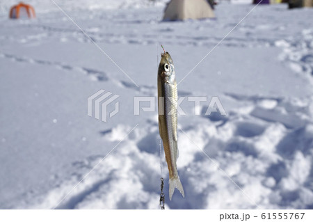 ワカサギ釣り 61555767