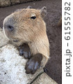カピパラ 61555782