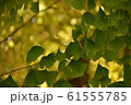 セミの抜け殻 61555785