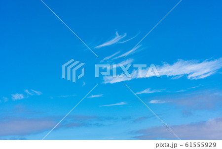 小笠原・太平洋とカツオドリ 61555929