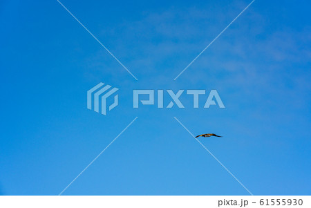 小笠原・太平洋とカツオドリ 61555930