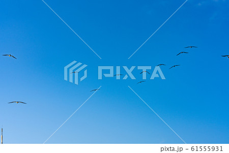 小笠原・太平洋とカツオドリ 61555931