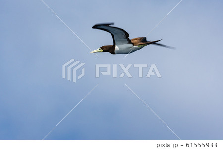 小笠原・太平洋とカツオドリ 小笠原・太平洋とカツオドリ 61555933