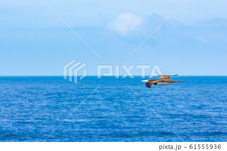 小笠原・太平洋とカツオドリ 61555936