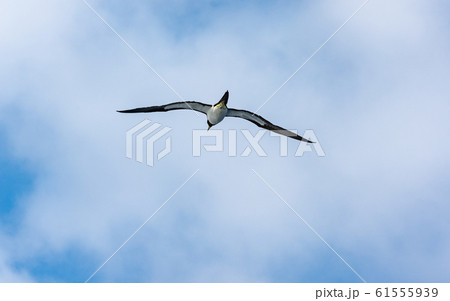 小笠原・太平洋とカツオドリ 61555939