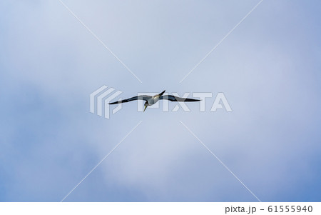 小笠原・太平洋とカツオドリ 61555940