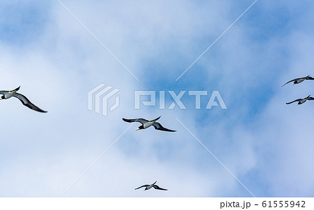 小笠原・太平洋とカツオドリ 61555942