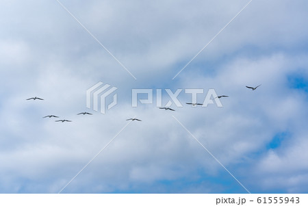 小笠原・太平洋とカツオドリ 61555943