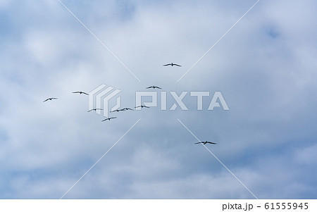 小笠原・太平洋とカツオドリ 61555945