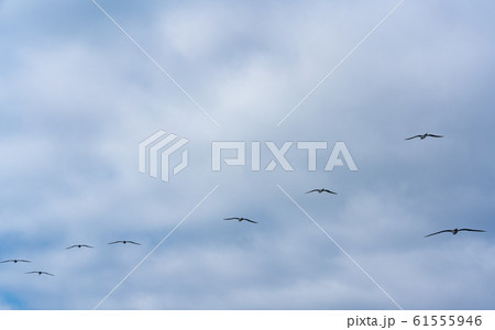 小笠原・太平洋とカツオドリ 61555946