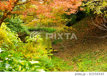 川越散歩：仙波東照宮葵公園 61556585