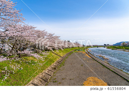 桧木内川 桧木内川堤 満開 桜 春 観光名所 自然 青空 晴れ 東北地方 角館 仙北市 秋田県 日本 桧木内川 桧木内川堤 満開 桜 春 観光名所 自然 青空 晴れ 東北地方 角館 仙北市 秋田県 日本 61556804