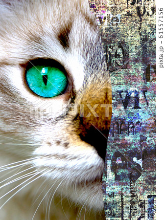 Close up view of cat with green eyes. Cut Close up view of cat with green eyes. Cut 61557156